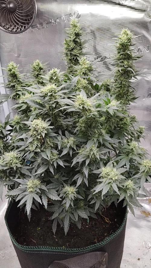 Double Banana Kush Fem