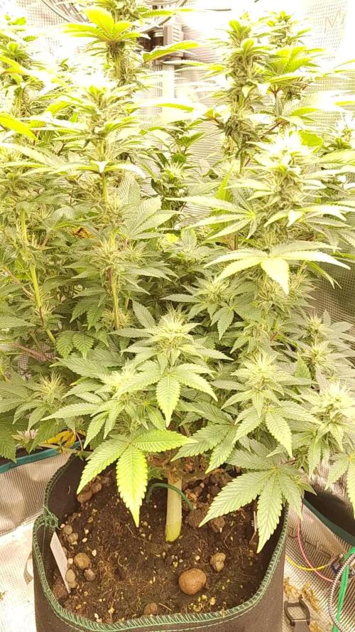 Black Domina Feminized – Sensi Seeds