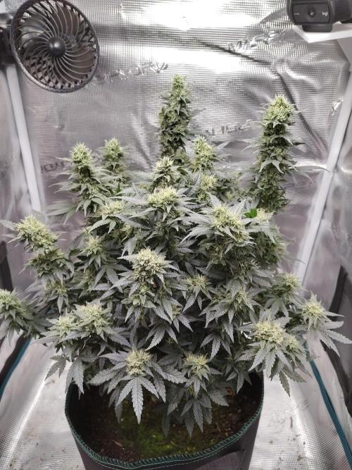 Double Banana Kush Fem. Week 13