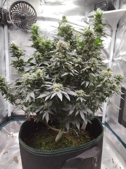 Double Banana Kush Fem. Week 13