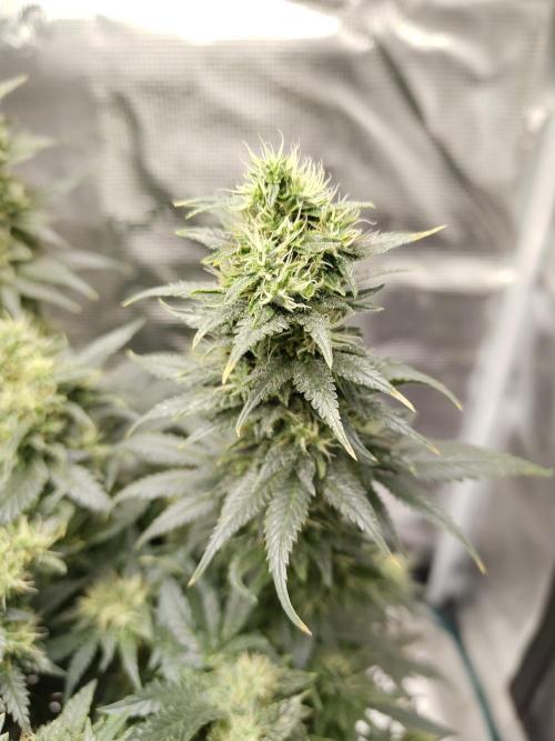 Double Banana Kush Fem. Week 13