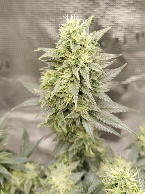 Double Banana Kush Fem. Week 13