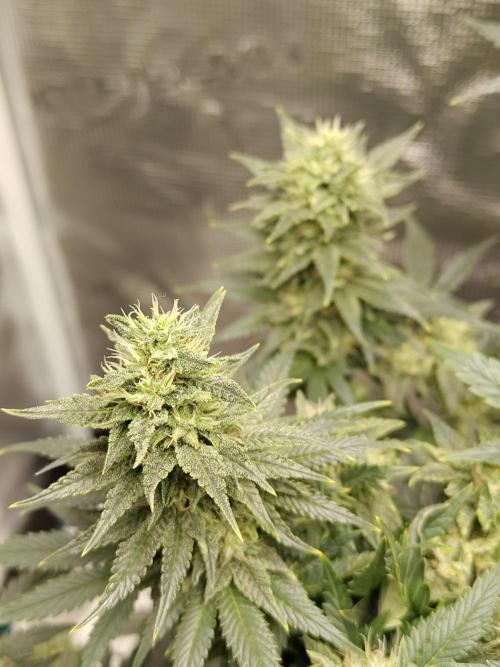 Double Banana Kush Fem. Week 13