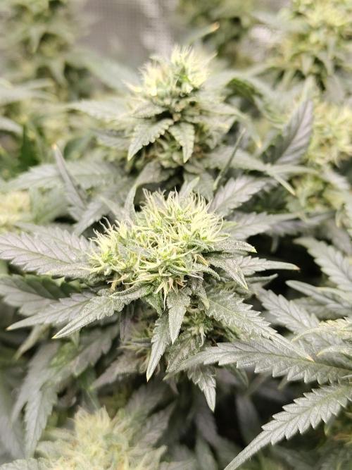 Double Banana Kush Fem. Week 13
