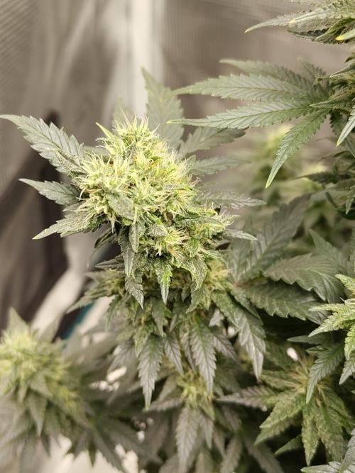 Double Banana Kush Fem. Week 13