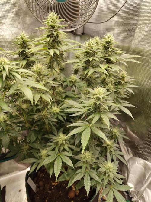 Black Domina Feminized – Sensi Seeds. Week 14