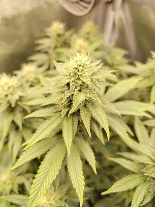 Black Domina Feminized – Sensi Seeds. Week 14