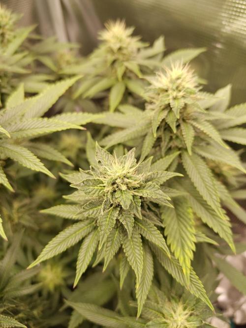 Black Domina Feminized – Sensi Seeds. Week 14