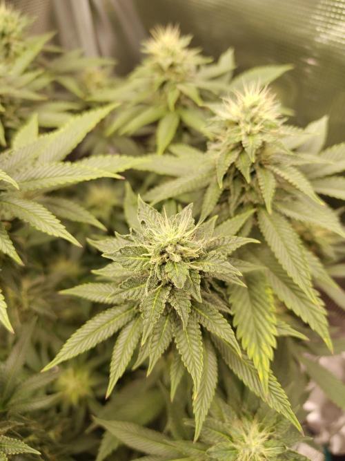 Black Domina Feminized – Sensi Seeds. Week 14