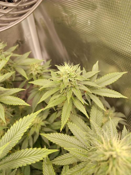 Black Domina Feminized – Sensi Seeds. Week 14