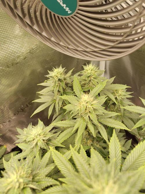 Black Domina Feminized – Sensi Seeds. Week 14