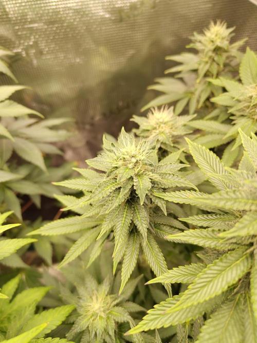 Black Domina Feminized – Sensi Seeds. Week 14