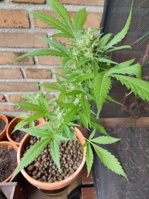 Fast Buds – Mexican Airlines Automatic. Week 12