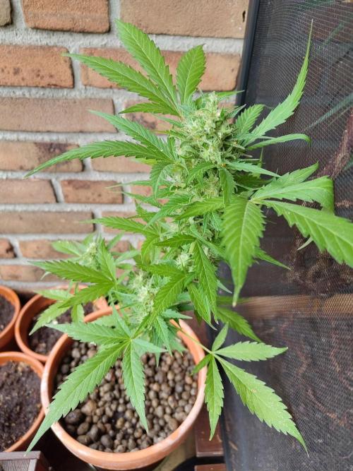 Fast Buds – Mexican Airlines Automatic. Week 12