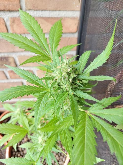 Fast Buds – Mexican Airlines Automatic. Week 12