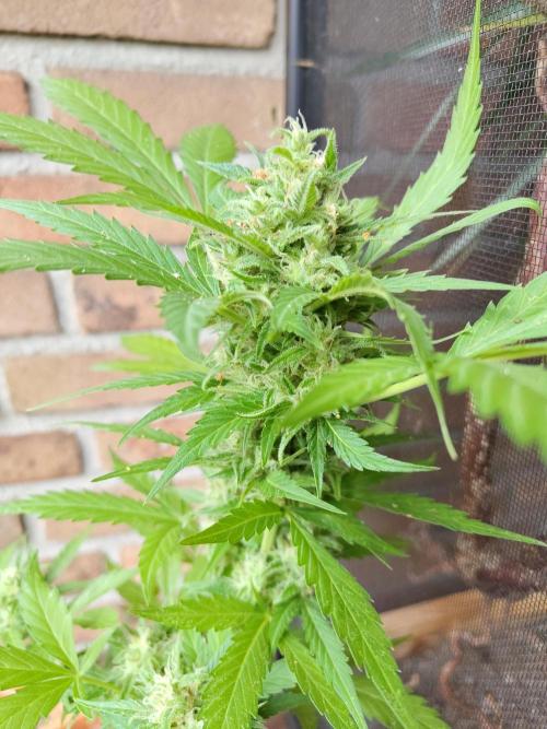 Fast Buds – Mexican Airlines Automatic. Week 12