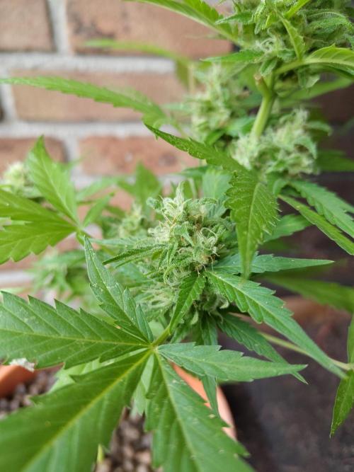 Fast Buds – Mexican Airlines Automatic. Week 12