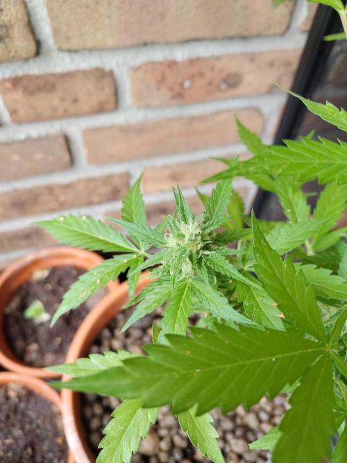 Fast Buds – Mexican Airlines Automatic. Week 12