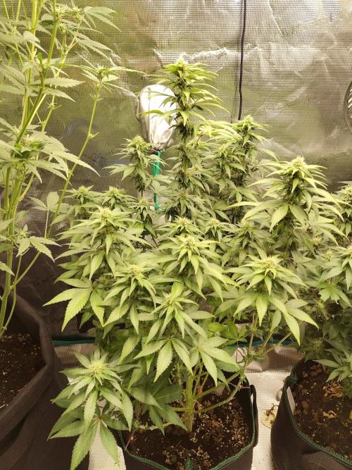 Sensi Seeds – Northern Lights (fem). Week 10
