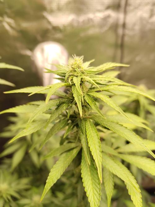 Sensi Seeds – Northern Lights (fem). Week 10