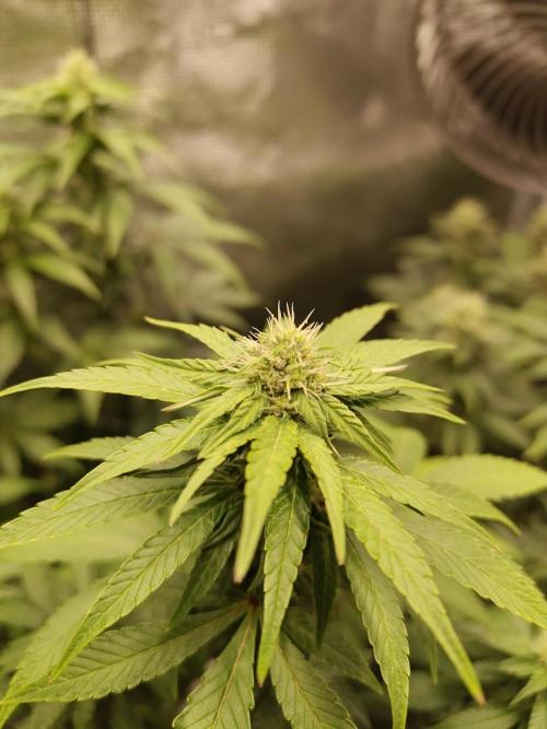 Sensi Seeds – Northern Lights (fem). Week 10
