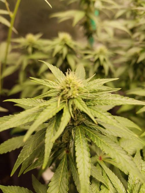 Sensi Seeds – Northern Lights (fem). Week 10