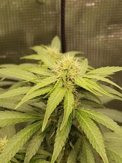 Northern Lights Fem. Week 10