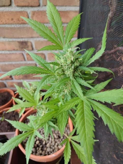 Fast Buds – Mexican Airlines Automatic. Week 13