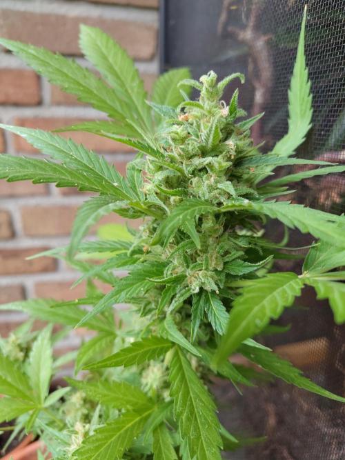 Fast Buds – Mexican Airlines Automatic. Week 13