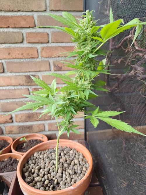 Fast Buds – Mexican Airlines Automatic. Week 13