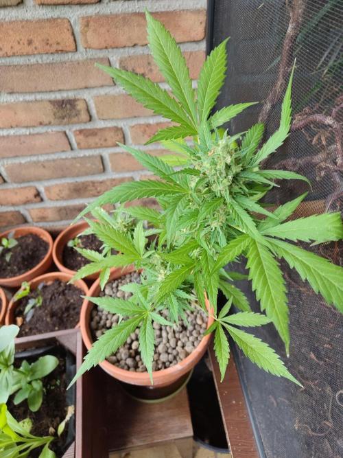 Fast Buds – Mexican Airlines Automatic. Week 13