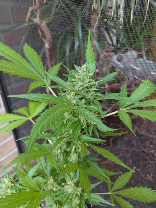 Fast Buds – Mexican Airlines Automatic. Week 13