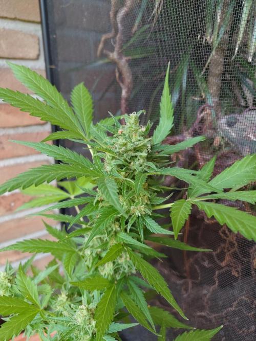 Fast Buds – Mexican Airlines Automatic. Week 13