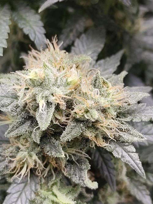 Double Banana Kush Fem. Week 14