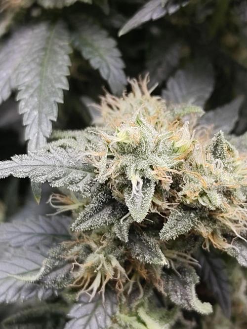 Double Banana Kush Fem. Week 14