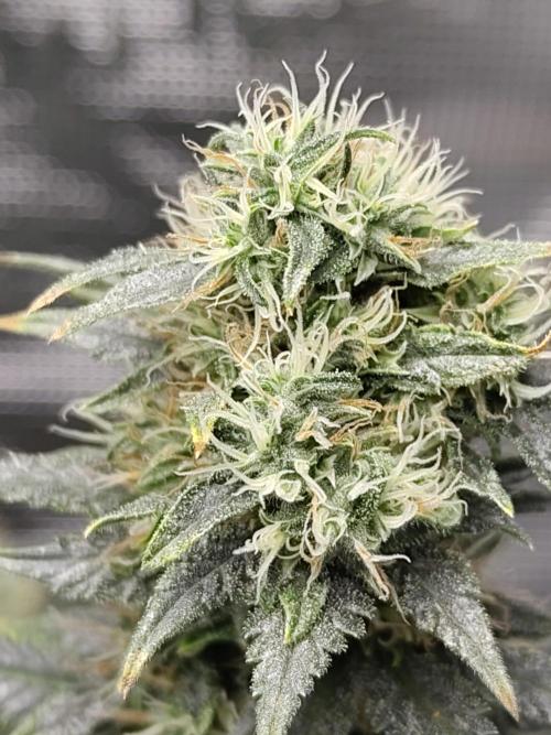 Double Banana Kush Fem. Week 14