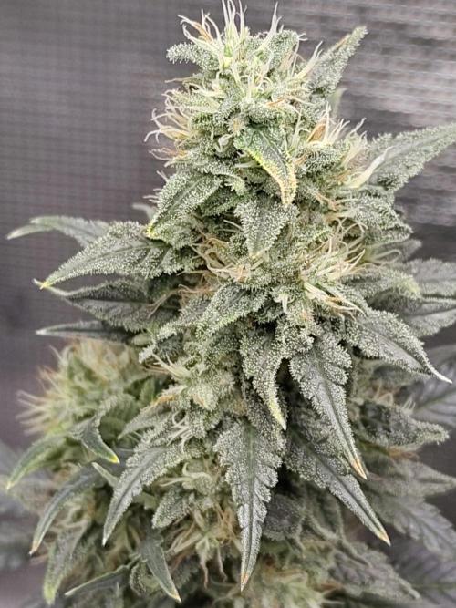 Double Banana Kush Fem. Week 14