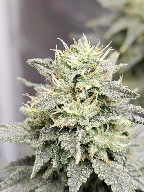 Double Banana Kush Fem. Week 14