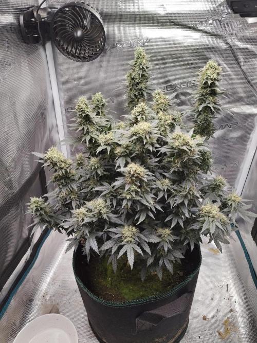 Double Banana Kush Fem. Week 14