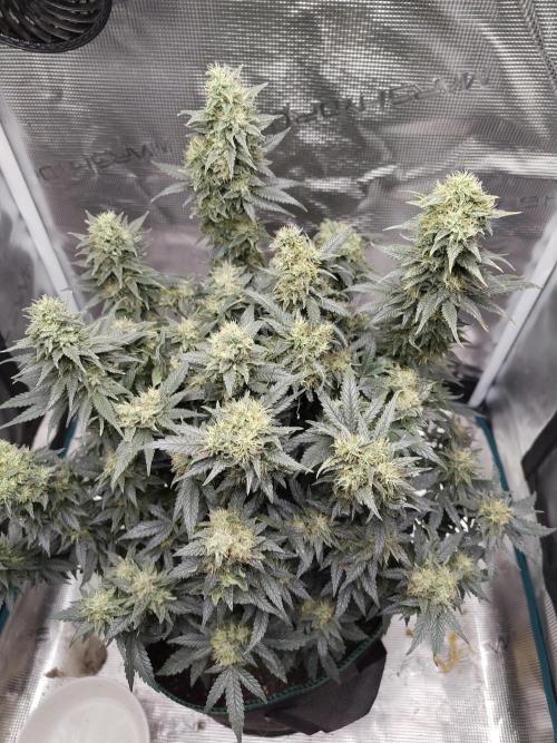 Double Banana Kush Fem. Week 14