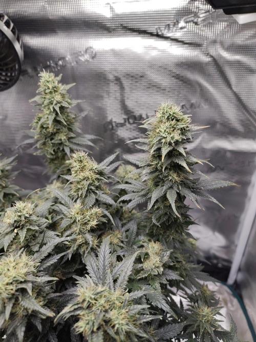Double Banana Kush Fem. Week 14