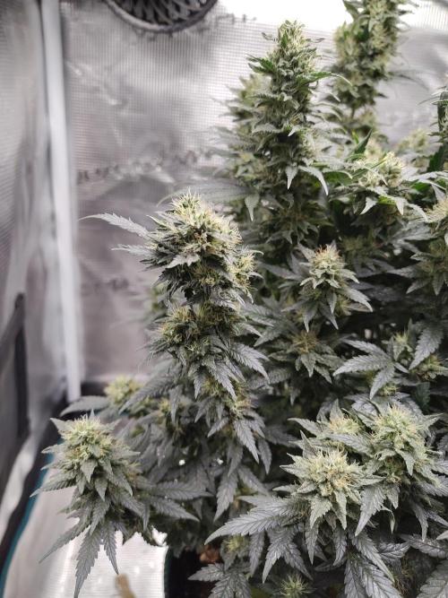 Grow Tent 120x60x180cm (4'x2'x6'). Week 14