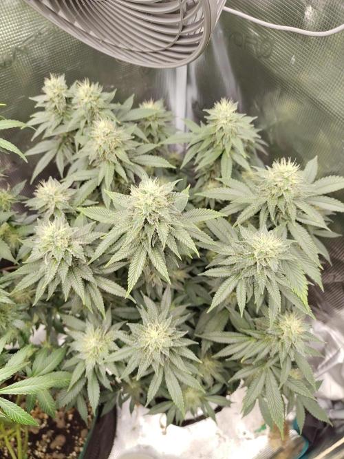 Black Domina Feminized – Sensi Seeds. Week 15