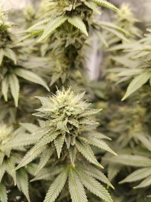 Black Domina Feminized – Sensi Seeds. Week 15