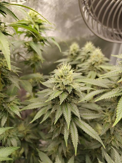 Black Domina Feminized – Sensi Seeds. Week 15