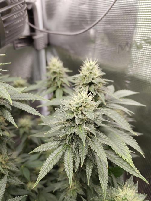 Black Domina Feminized – Sensi Seeds. Week 15