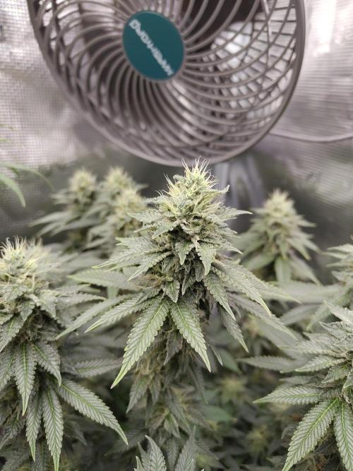 Black Domina Feminized – Sensi Seeds. Week 15