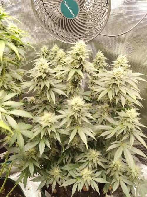 Black Domina Fem. Week 15