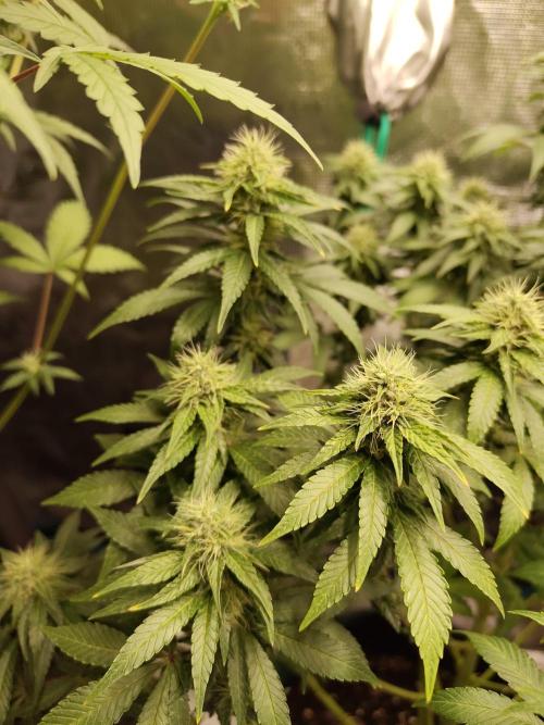 Sensi Seeds – Northern Lights (fem). Week 11