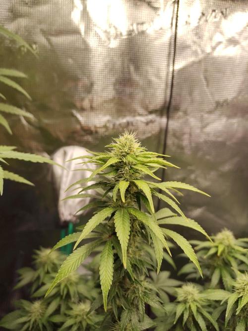 Sensi Seeds – Northern Lights (fem). Week 11